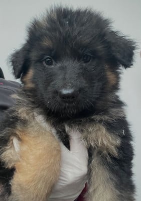 Les chiots de Berger Allemand Poil Long