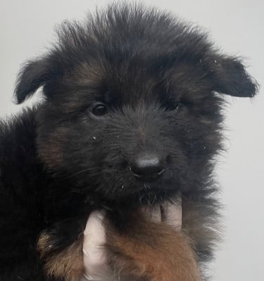 Les chiots de Berger Allemand Poil Long