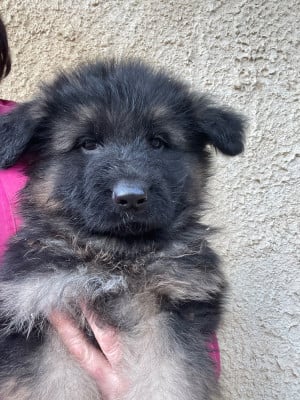 Les chiots de Berger Allemand Poil Long