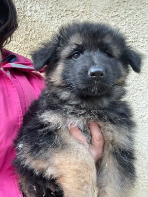 Les chiots de Berger Allemand Poil Long