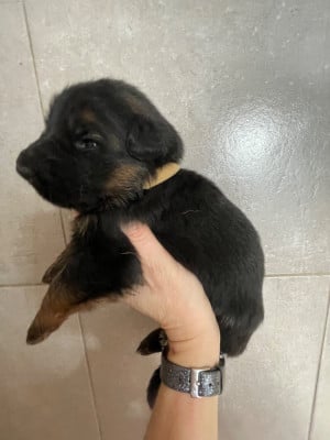 Les chiots de Berger Allemand Poil Long