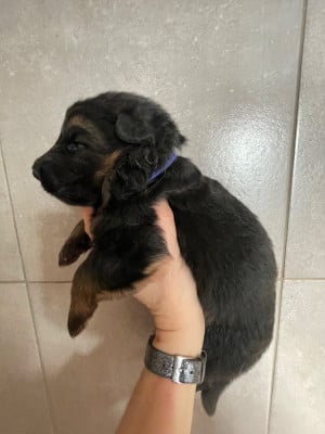 Les chiots de Berger Allemand Poil Long