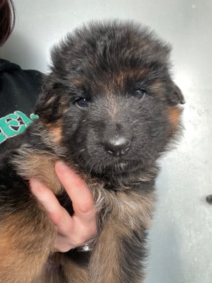 Les chiots de Berger Allemand Poil Long