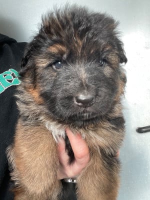 Les chiots de Berger Allemand Poil Long