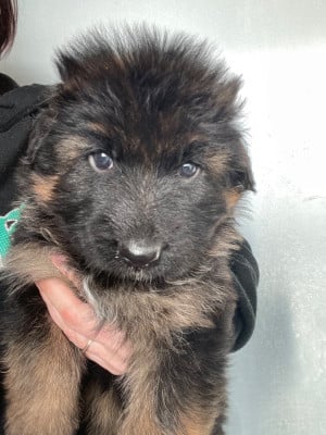 Les chiots de Berger Allemand Poil Long