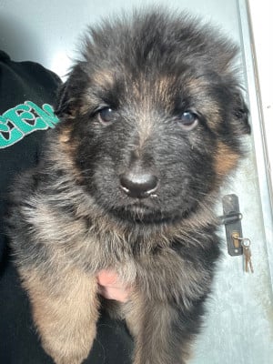 Les chiots de Berger Allemand Poil Long