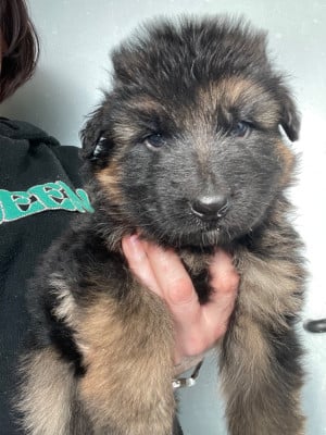 Les chiots de Berger Allemand Poil Long