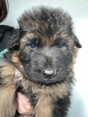 Les chiots de Berger Allemand Poil Long