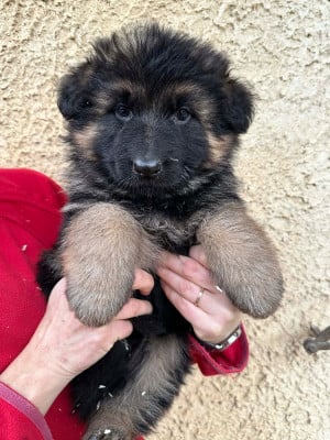 Les chiots de Berger Allemand Poil Long