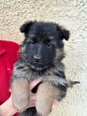 Les chiots de Berger Allemand Poil Long