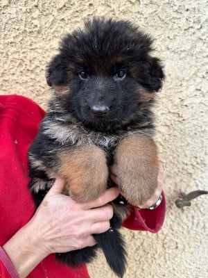 Les chiots de Berger Allemand Poil Long