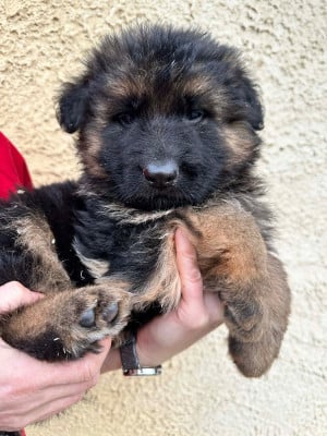 Les chiots de Berger Allemand Poil Long