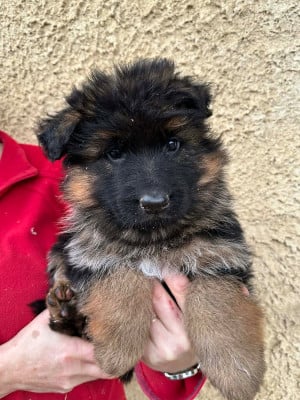 Les chiots de Berger Allemand Poil Long