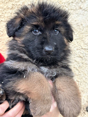 Les chiots de Berger Allemand Poil Long