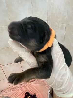 Mâle 4 - Berger Allemand Poil Long