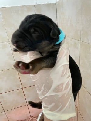 Mâle 5 - Berger Allemand Poil Long