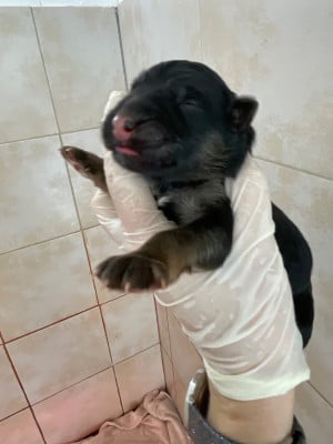 Mâle 7 - Berger Allemand Poil Long