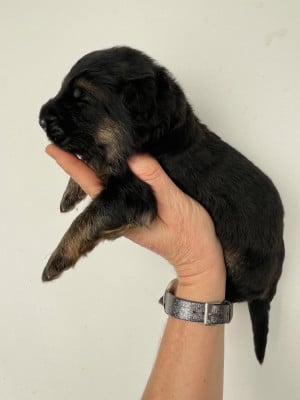 Les chiots de Berger Allemand Poil Long