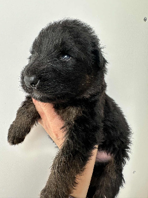 Les chiots de Berger Allemand Poil Long