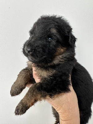 Les chiots de Berger Allemand Poil Long