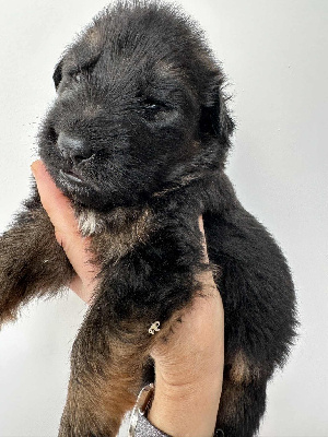 Les chiots de Berger Allemand Poil Long