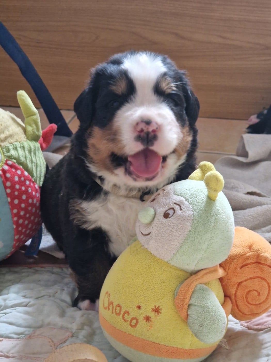 F grise - Bouvier Bernois