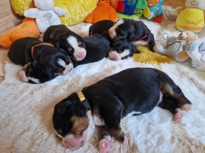 Les chiots de Bouvier Bernois