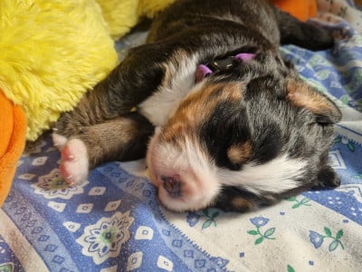 Les chiots de Bouvier Bernois