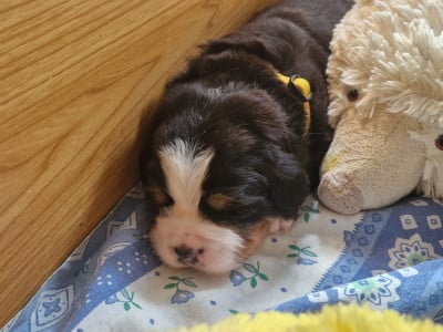 Les chiots de Bouvier Bernois