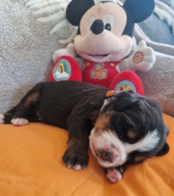 Les chiots de Bouvier Bernois