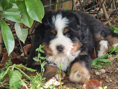 Les chiots de Bouvier Bernois