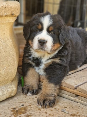 Les chiots de Bouvier Bernois
