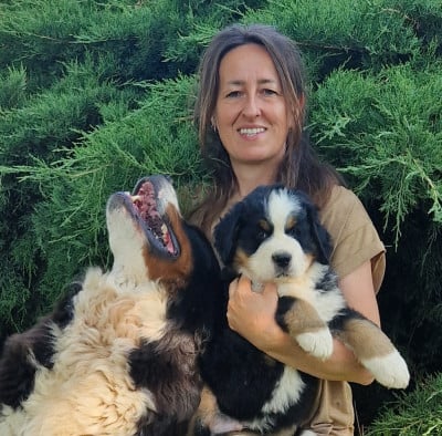 Les chiots de Bouvier Bernois