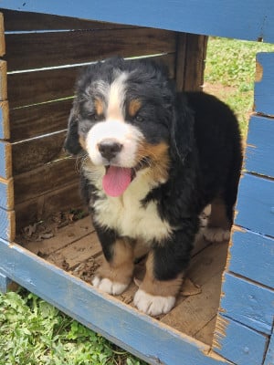Les chiots de Bouvier Bernois