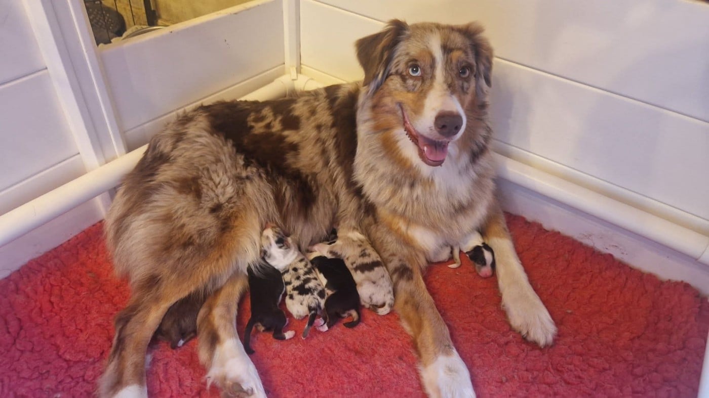 Berger Australien - Of Jamandco