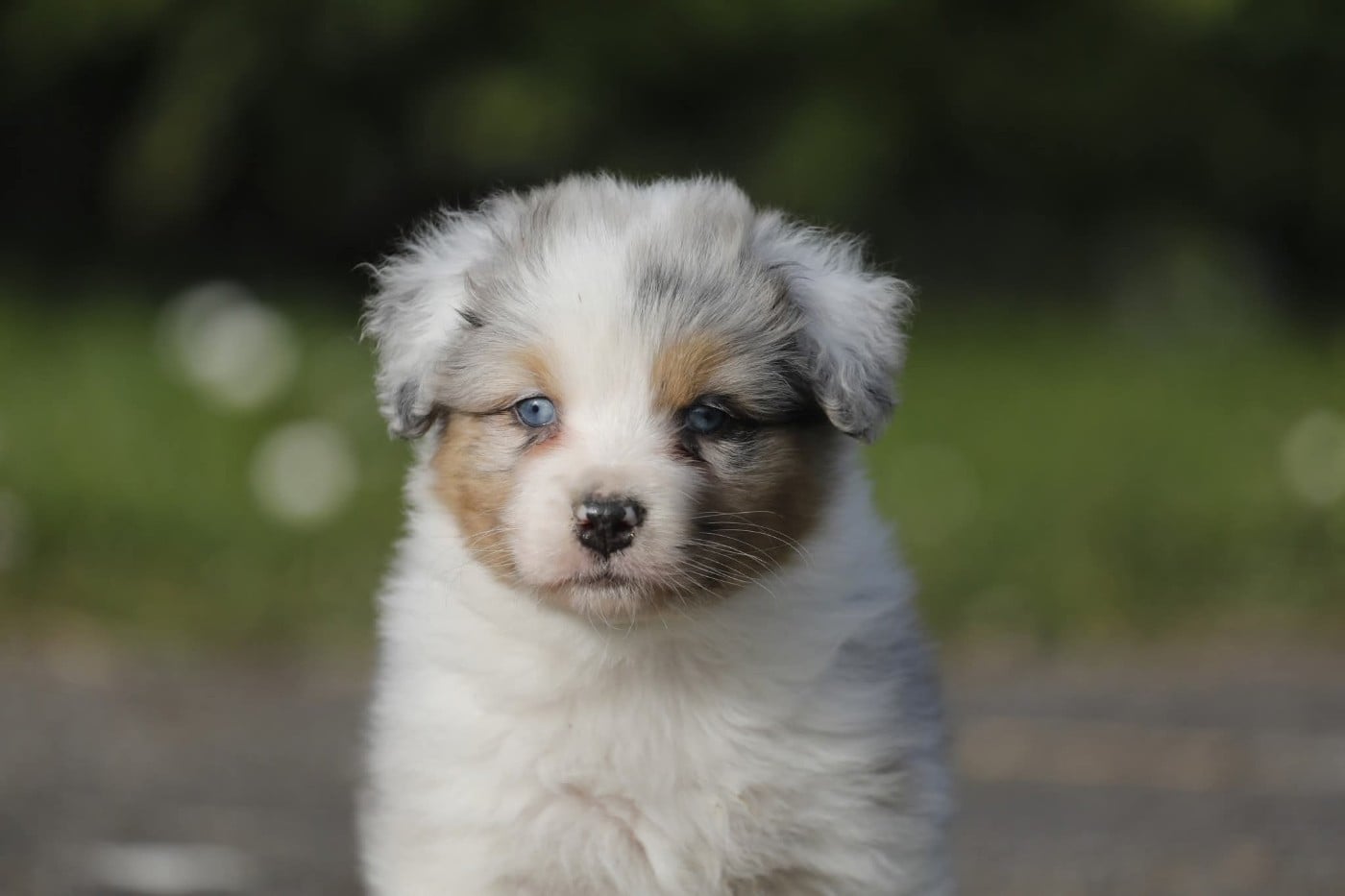 Berger Australien - Of Jamandco