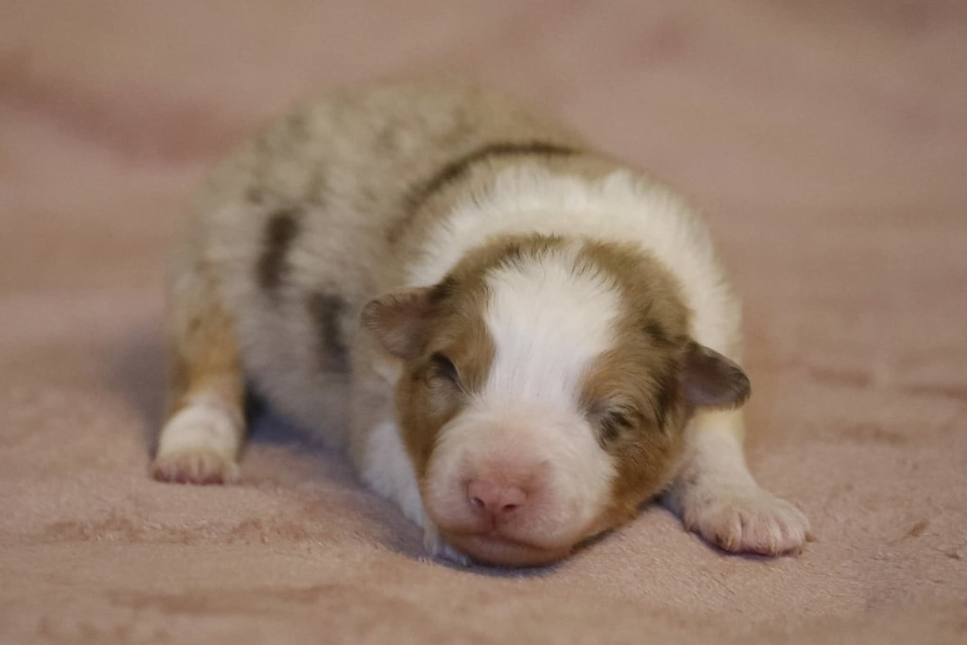 Chiot N°1 - Berger Australien
