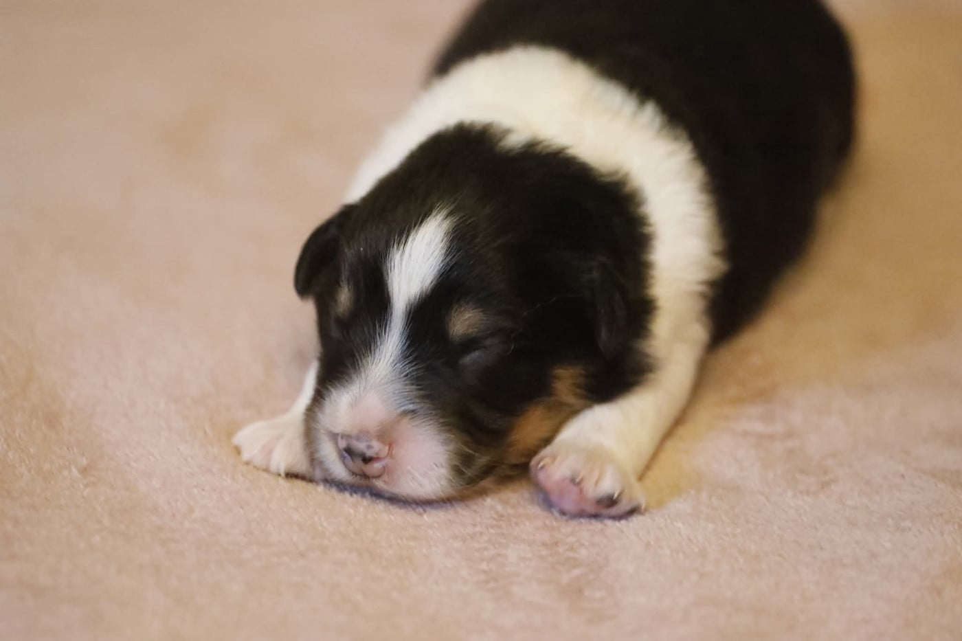 Chiot N°2 - Berger Australien
