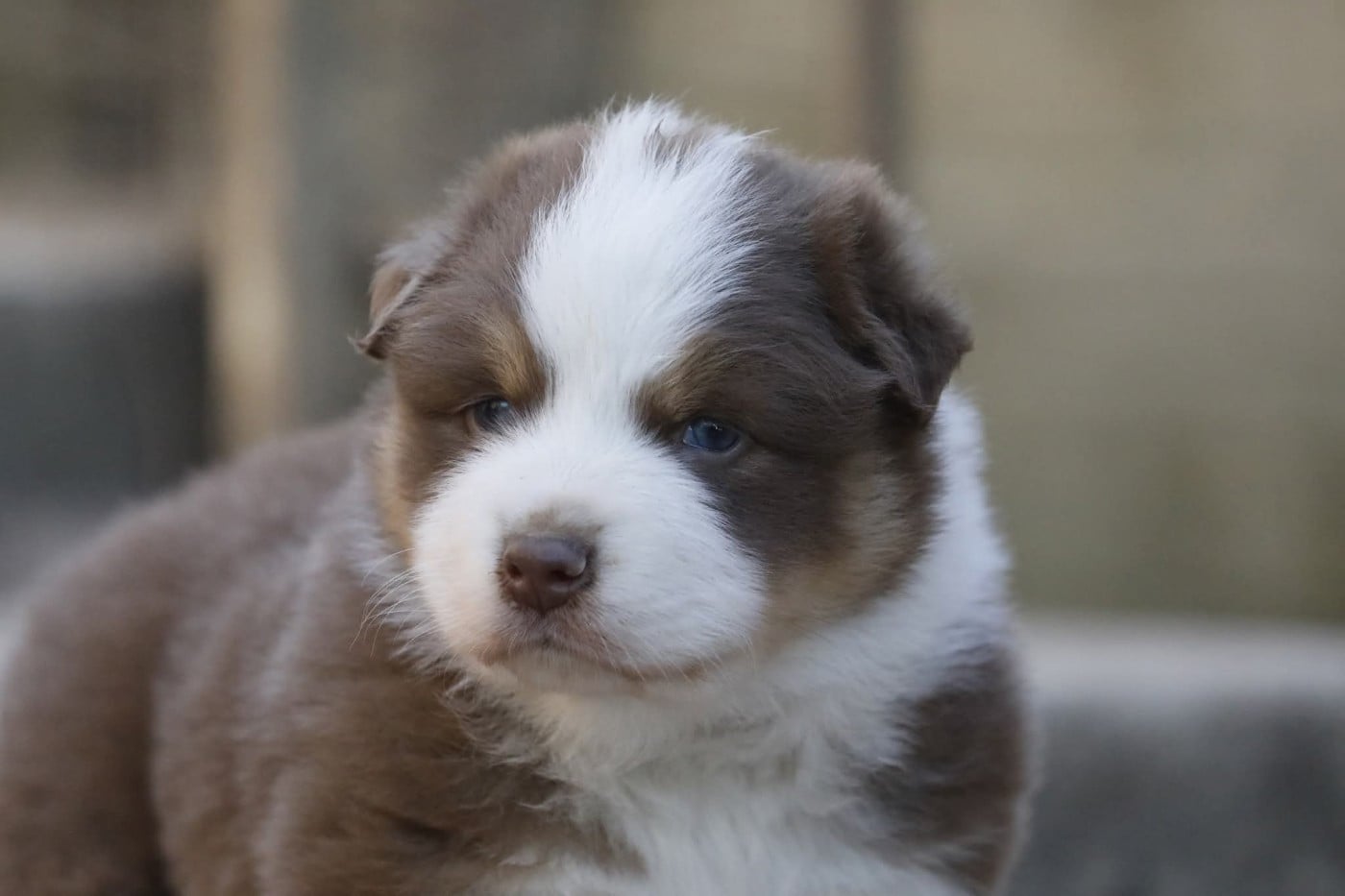 Chiot N°1