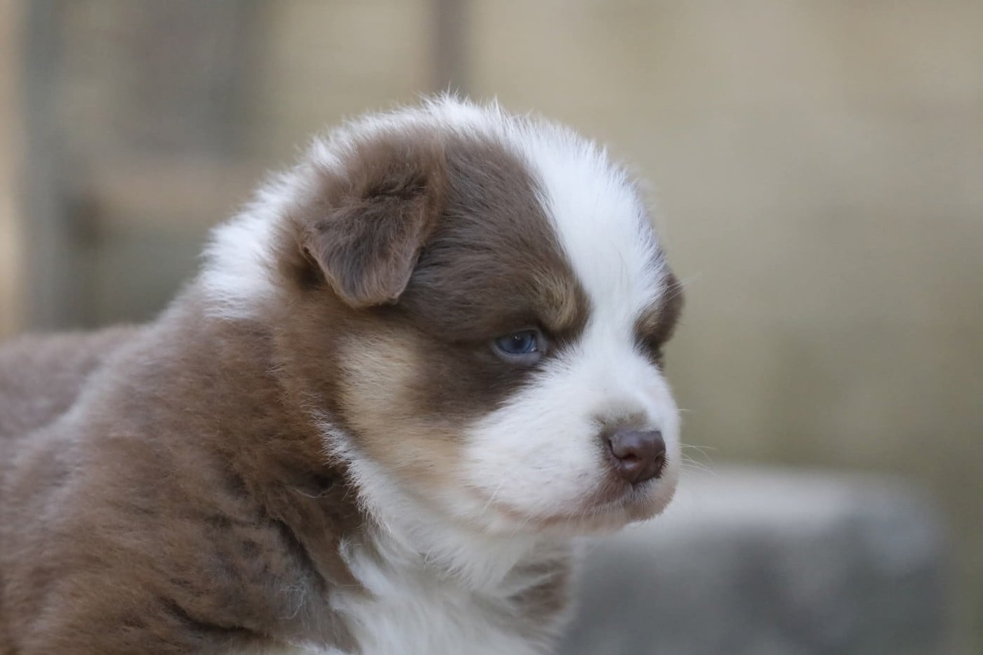 Chiot N°1