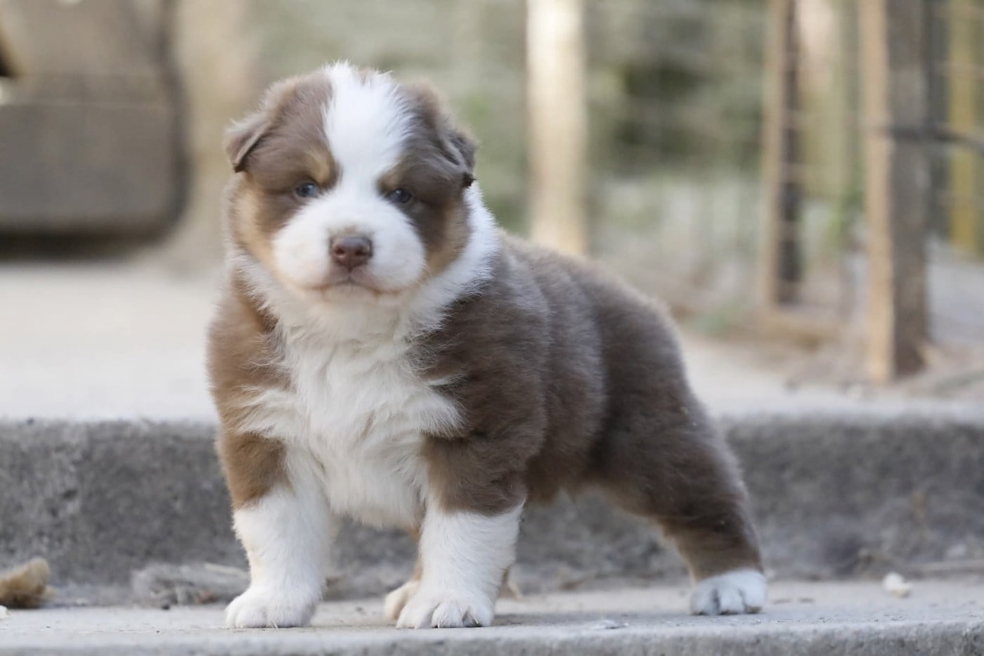 Chiot N°1