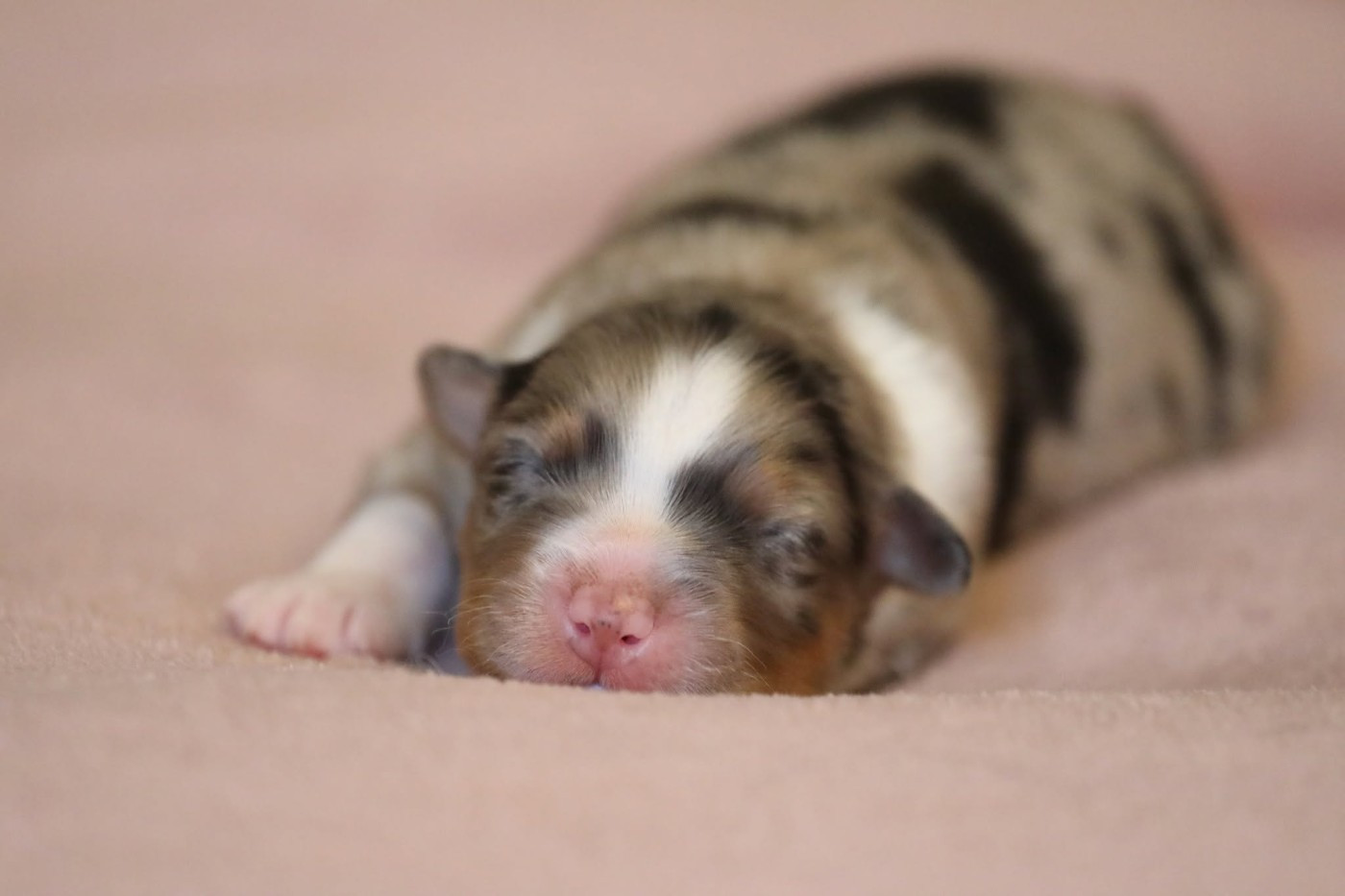 Chiot N°1 - Berger Australien