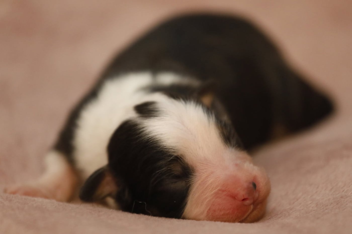 Chiot N°4 - Berger Australien