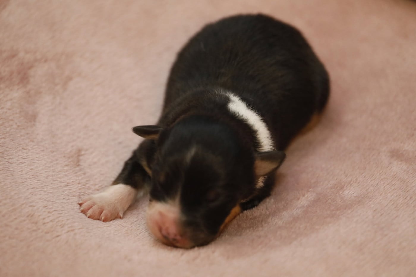 Chiot N°5 - Berger Australien