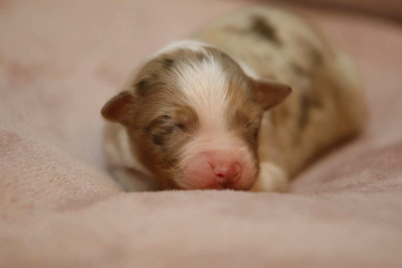 Chiot N°6 - Berger Australien