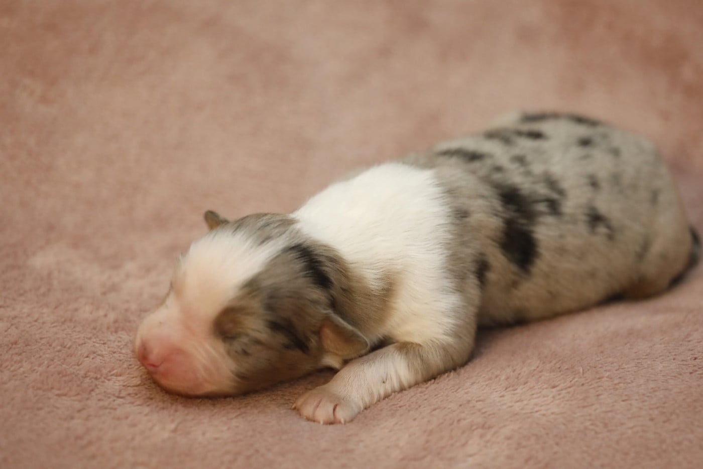 Chiot N°8 - Berger Australien
