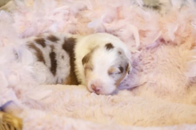 Les chiots de Berger Australien