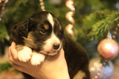 Les chiots de Berger Australien
