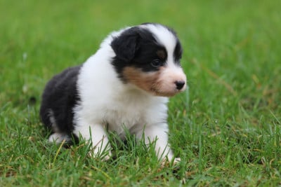 Les chiots de Berger Australien