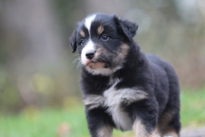 Les chiots de Berger Australien